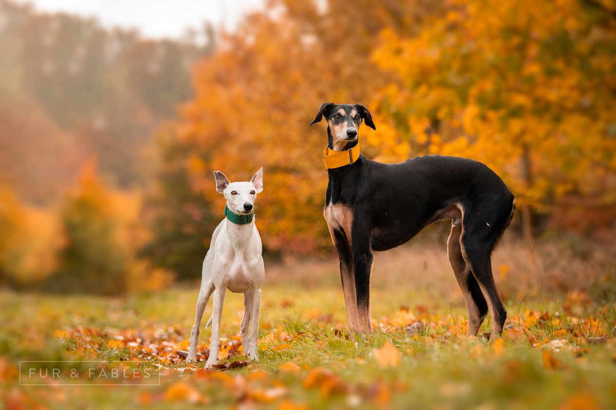 FurAndFables's tweet photo. I had to do a couple of 'on lead' shoots yesterday, I think it's good for people to know that the dogs I photograph aren't all top dog models! 🤣
#PetworkingHour https://t.co/Lrbr2zicaV