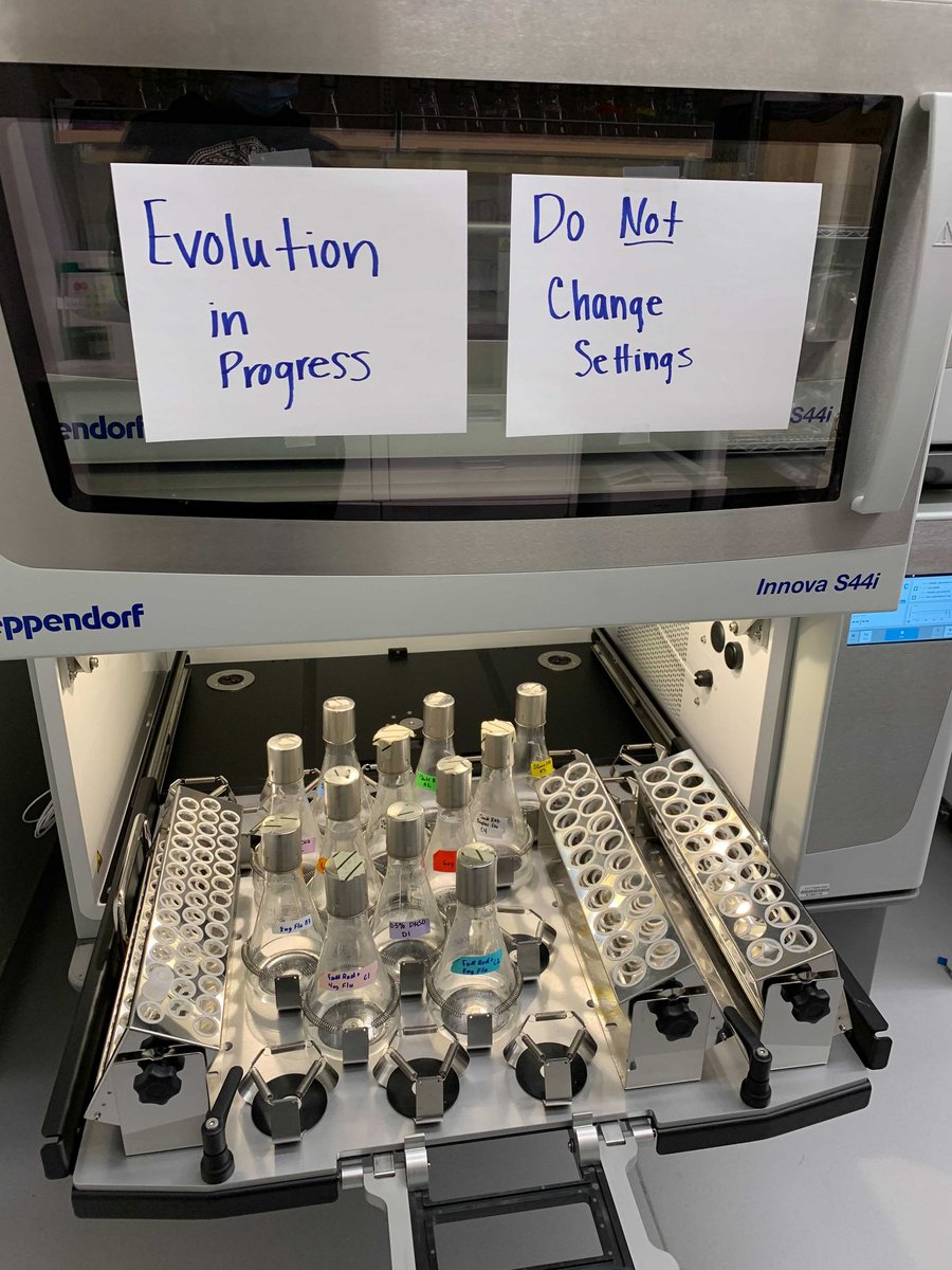 Sam Apodaca (@samapodaca_) on Twitter photo Started the experimental portion of my honors thesis today! We will be performing an experimental evolution using thousands of barcoded yeast to explore how they adapt to two drugs as well as combinations of the drugs. #KGSlabEvolves <a href="/KSamerotte/">KerryGeilerSamerotte</a> <a href="/KaraSchmidlin/">Kara Schmidlin</a> <a href="/asuSOLS/">ASU School of Life Sciences</a> <a href="/ASU_SOLUR/">ASU SOLUR</a> Started the experimental portion of my honors thesis today! We will be performing an experimental evolution using thousands of barcoded yeast to explore how they adapt to two drugs as well as combinations of the drugs. #KGSlabEvolves <a href="/KSamerotte/">KerryGeilerSamerotte</a> <a href="/KaraSchmidlin/">Kara Schmidlin</a> <a href="/asuSOLS/">ASU School of Life Sciences</a> <a href="/ASU_SOLUR/">ASU SOLUR</a>