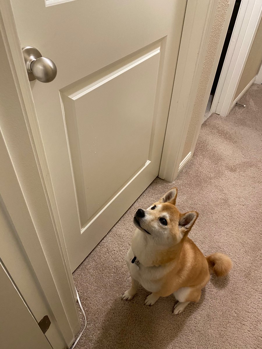 TinaNarvaezJr's tweet photo. Took down the pet gates so the dogs can run all over the house. Charlie has chosen to just sit outside @RayNarvaezJr’s office. She’s looking at the doorknob like mom can you open the door for me. https://t.co/GuPZkz8Fse