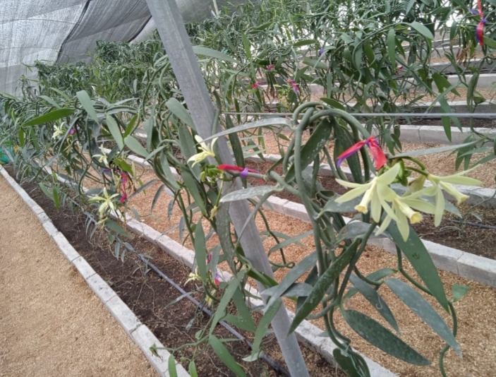 Vanilla Tahitienses with red ribbons to indicate when to harvest.
#vanilla #vanillabean #vanillaplanifolia #pompona #vanillapompona #vanillabeans #mexican #mexicanvanilla #mexicanvanillabeans #vanillabakery #vanillasugar #vanillacookies #baking #vanillaplant #orchid #vanillaaroma