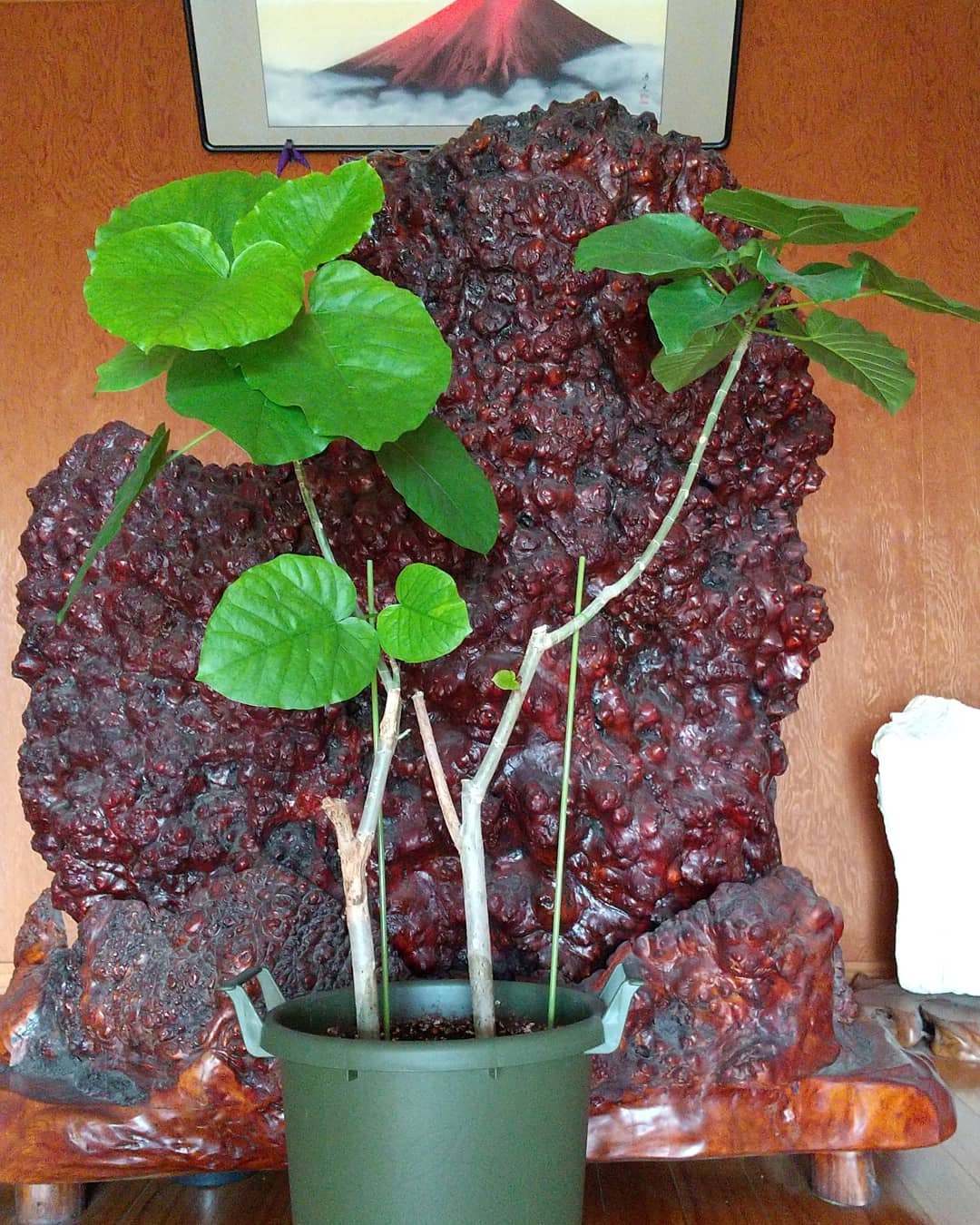 翠峰園 葉が少なくて売り物にならないコたちを寄せ植えし 自宅に持ち帰り こんなに葉っぱを出してくれました フィカス ウンベラータ フィカスウンベラータ 新芽かわいい 岐阜県 観葉植物 翠峰園 T Co 4addywry99 Twitter