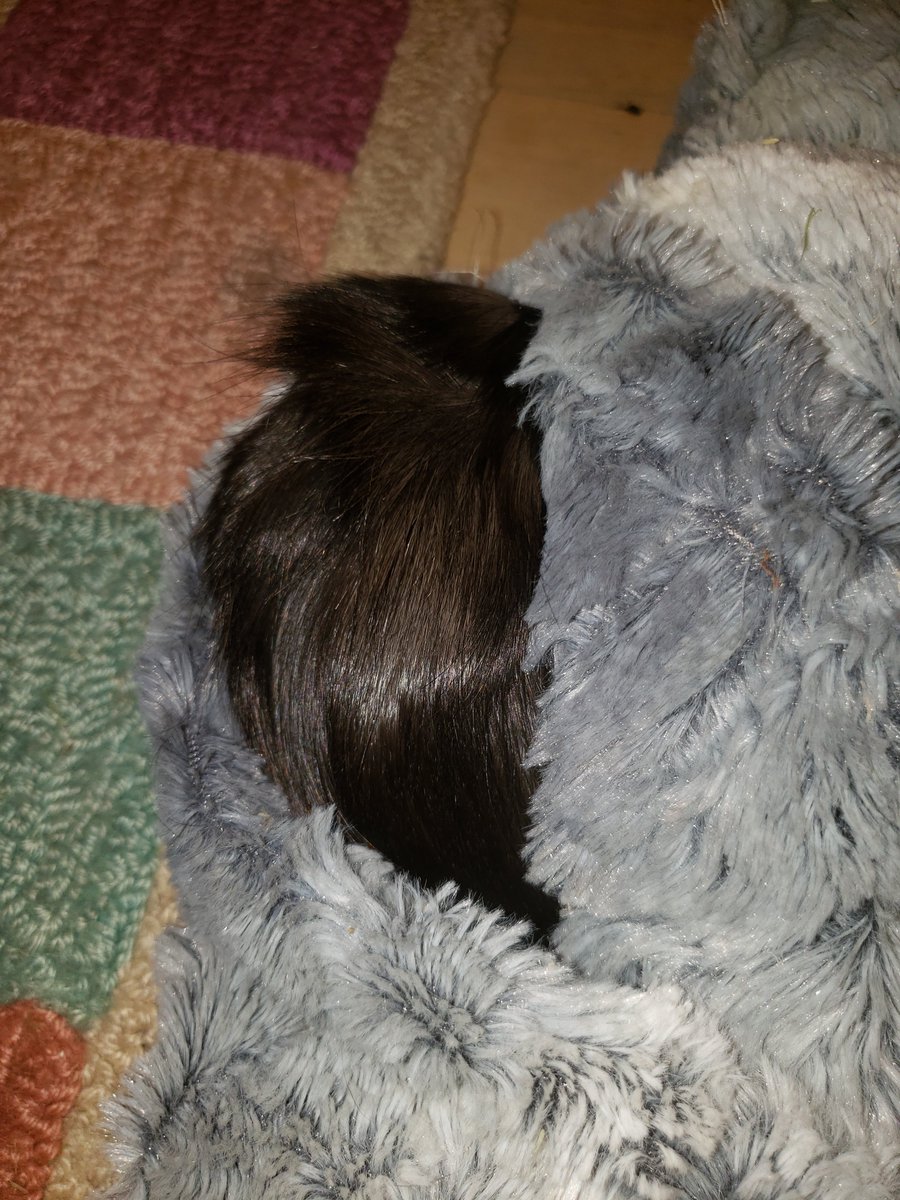 taffy_sinclair's tweet image. Cuddlesacks w/ tuft sticking out 

#cavy #wheekwheek  #peeg