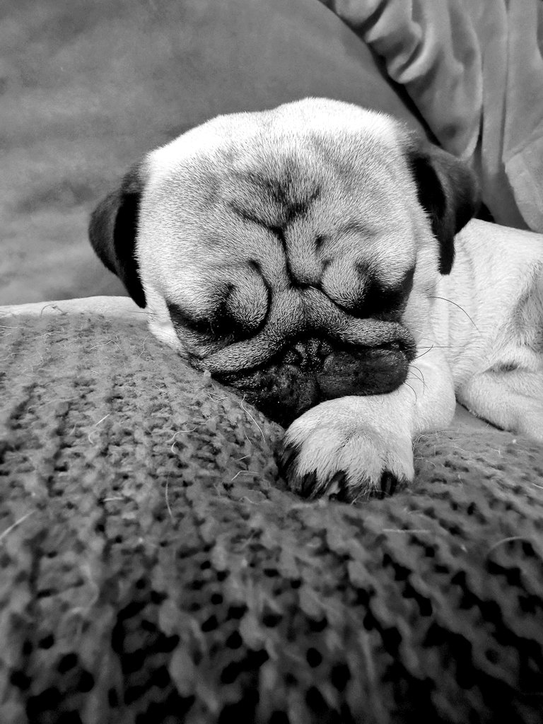 Happy birthday Mr. Frank! 
#pugchild