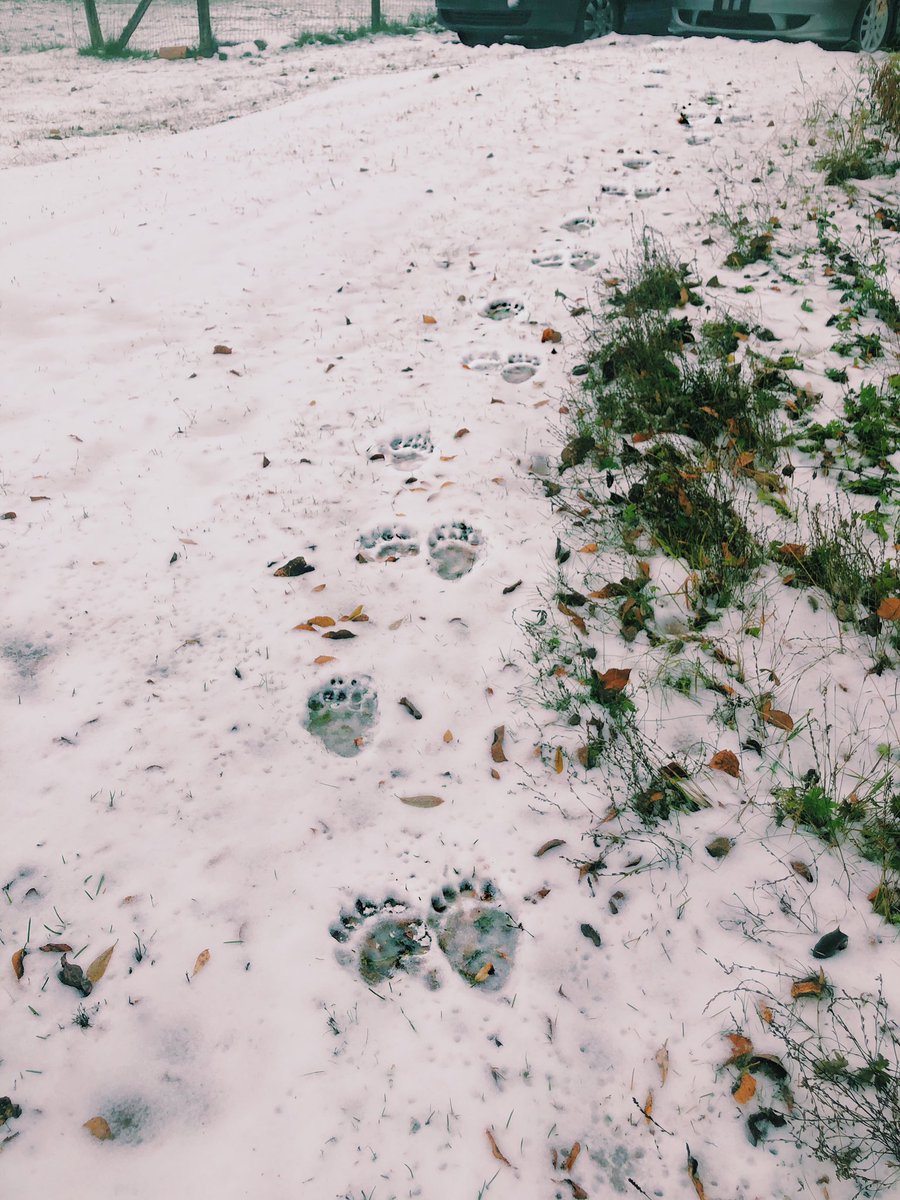 Skeena_Wtrshed's tweet photo. A visitor this morning, must be denning soon! #sus #bear #falltoWinter #seasons #prints https://t.co/nqiKnThatl
