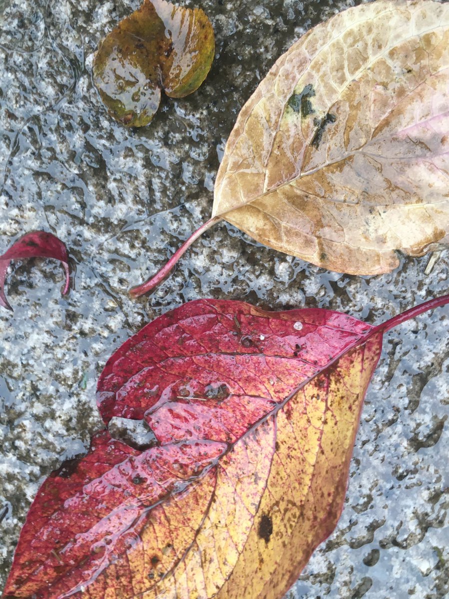 akruidhof12's tweet photo. #HiAutumn https://t.co/CmriVozQcW