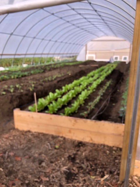CSNDC's tweet photo. A hidden Dorchester gem indeed. Be sure to check out some urban agriculture at Oasis on Ballou! #urbanagriculture #agriculture #FarmingTwitter #csndc #oasisonballou #Sustainability #cleanfoodforall https://t.co/aZfyVGxicm