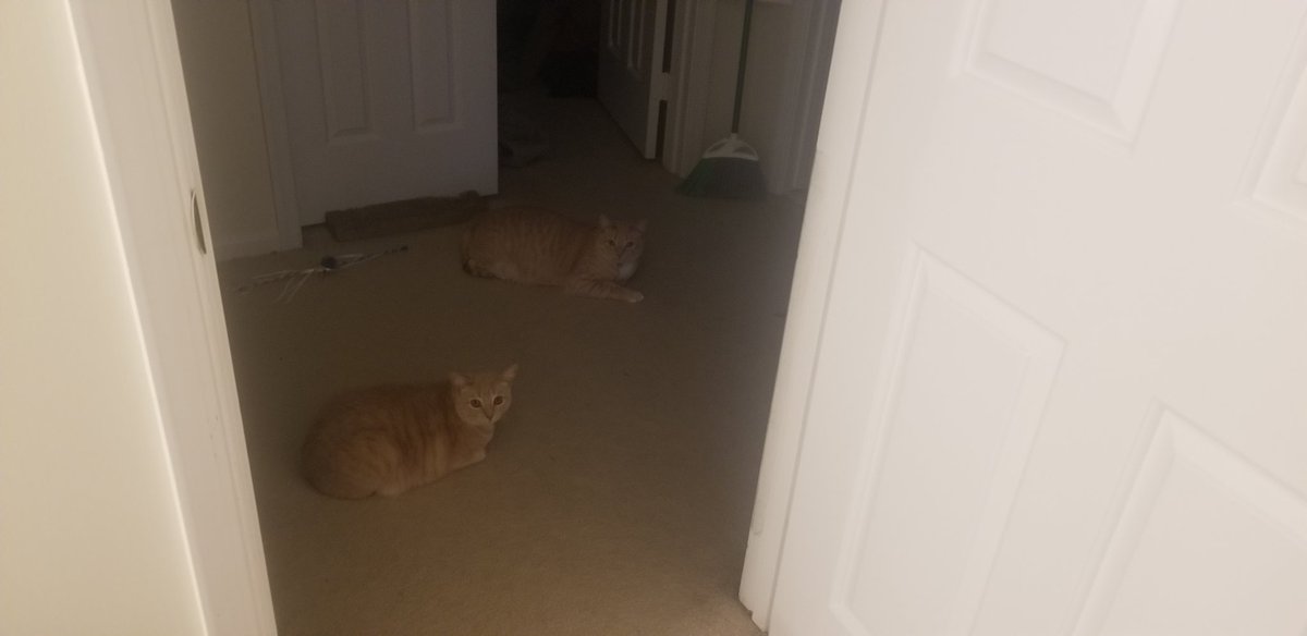 MrsWolfesPack's tweet photo. Partaking in @Robinson_SGA spirit day #tigerkingtuesday dressing up as a wolf(e).
My pets Fiona (gray cat), Gilderoy (sleepy with back in bed/one in background), and Remus (infront closest to door) also decided to be nearby me at my at home workspace. https://t.co/nre55OaL5L