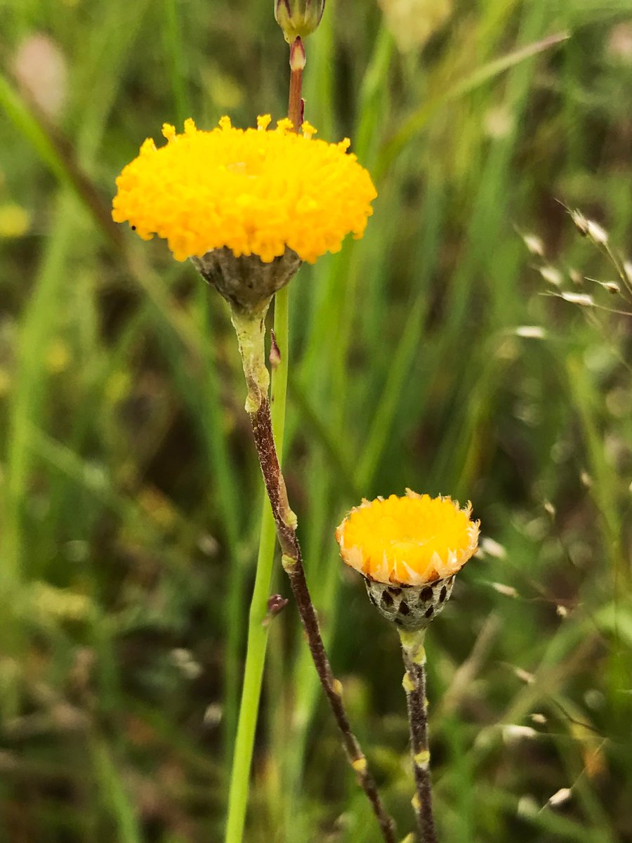 Sabra Lane tweet media