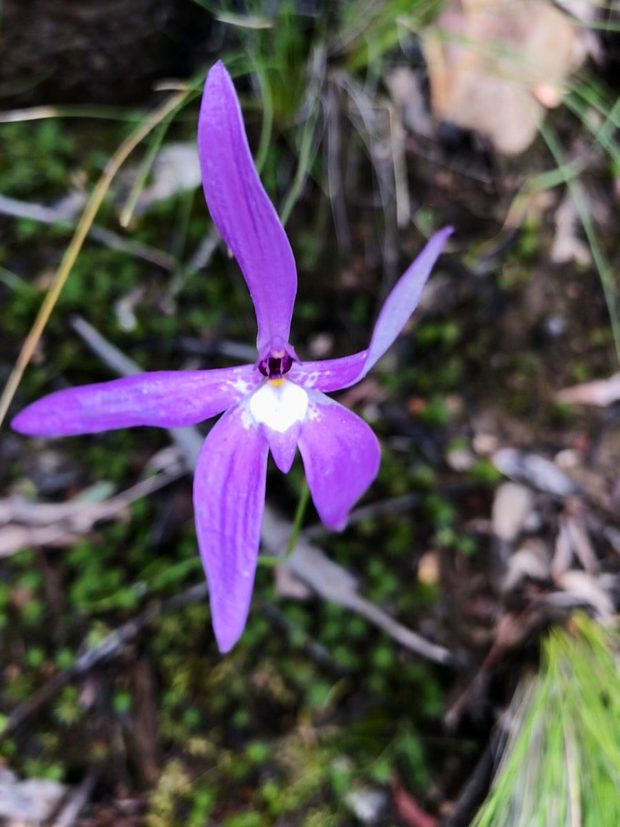 Sabra Lane tweet media