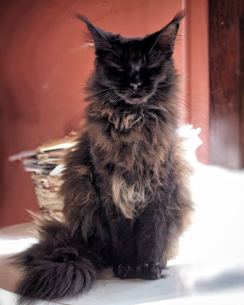 LadyLunaMoonCat's tweet photo. I am black cat 🖤🌘 #blackcatappreciationday #blackcatsrule #fiercecat #strikeapose #meowdel_feature #mainecoonlovers #blackmainecoon #meow_beauties #cutecatcrew #catscatscats #coonalleymainecoons https://t.co/9vZ6pxn7nF https://t.co/xdQGSt79mp