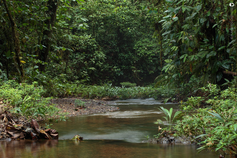 MongabayLatam's tweet photo. ¿Sabían que el Chocó biogeográfico de #Ecuador pierde el equivalente a 100 campos de fútbol cada día por la deforestación? Ante esta problemática la Fundación @jocotoco_org impulsa la campaña #SaveTheChocó para salvar esta área natural. ¿De qué se trata?
➡️https://t.co/EKhlg7iYIl https://t.co/nZhbTcto4e