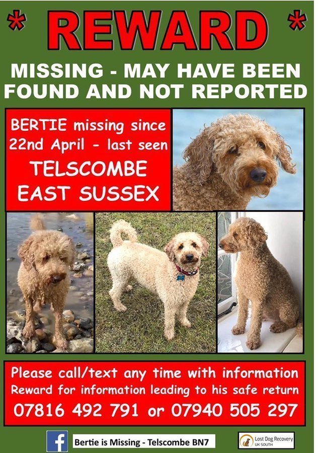 Why Oh Why Has Bertie not been seen or found? 6 months missing #vanished #stolen. His family are desperate for some good news. Together we can do this! Please keep retweeting to help #FindBertie @bertie_is
@MissingPetsGB @KarenFi51820768 @gelert01 @DoglostUK