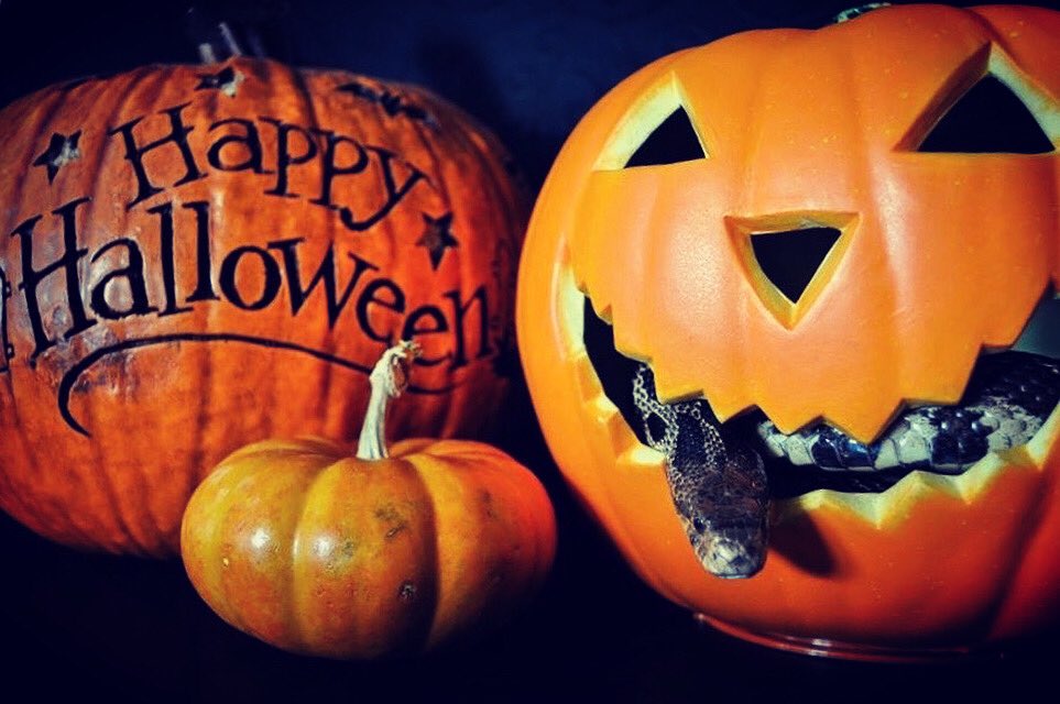 stonelab's tweet photo. Happy Halloween Week! 🎃 🐍 Here’s a shot from a few years ago: Our outreach fox snake Penny was a big fan of Halloween decor. #halloween #snake #foxsnake #jackolantern #pumpkin https://t.co/W1gDLsrLp6