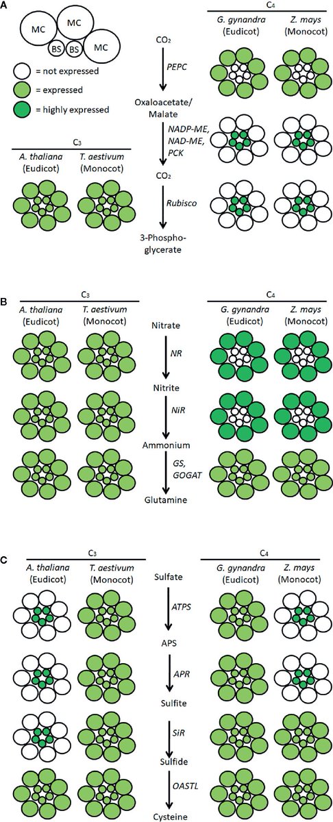 sci_plant's tweet photo. Ensuring Nutritious Food Under Elevated CO2 Conditions: A Case for Improved C4 Crops
https://t.co/YxnDmcWeFd
#plantscience #C4Crops #PlantNutrition โป๏ธ https://t.co/487GYeTMy5