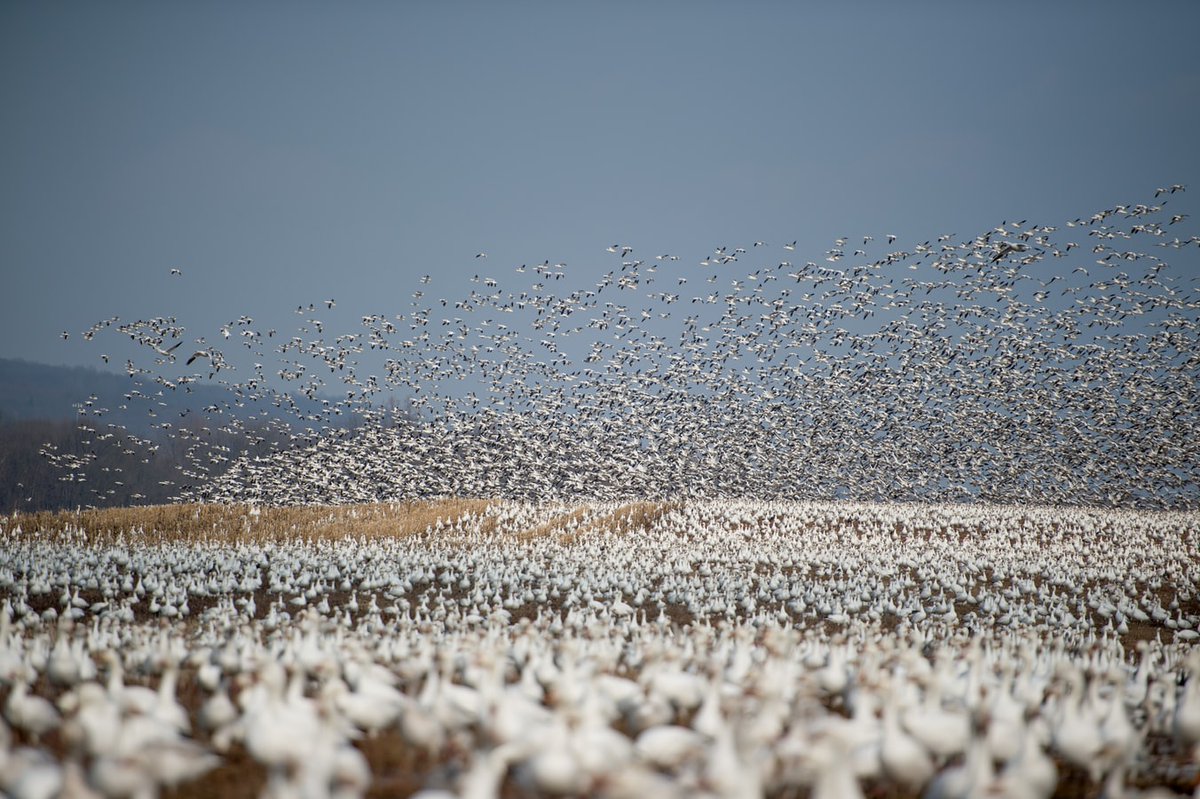Snow geese migrate through #Tsawwassen every fall. We are so lucky to see thousands of these beautiful birds each year. Birdwatchers, photographers & nature enthusiasts from across Metro Vancouver to see the vast numbers. #birdwatching #DeltaBC #ExploreDelta https://t.co/JfUM3IxcLr