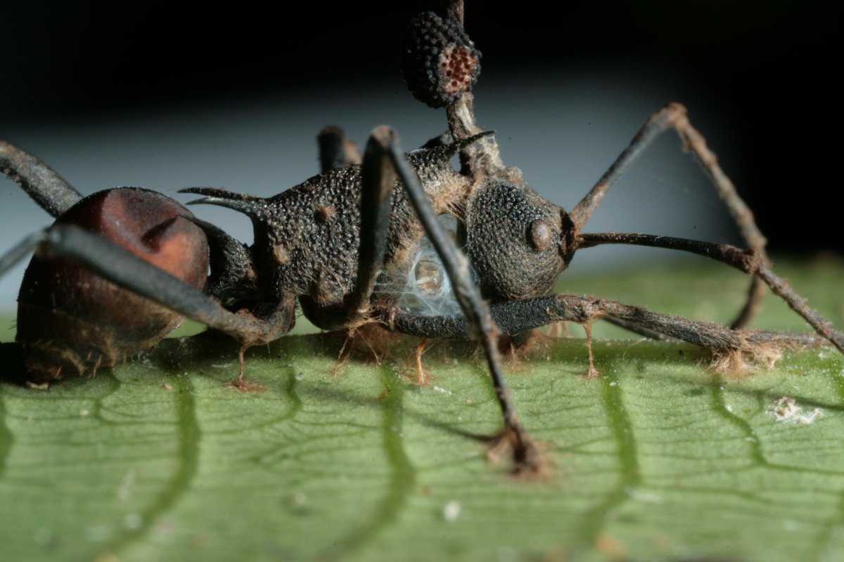 NSF's tweet image. ZOMBIE ANTS! A fungus invades an ant’s body & orders its host to march out of the nest &up a tree.The fungus commands the ant to bite onto a leaf, kills the ant & grows as a stalk out of the back of its head, turning into a shower raining spores onto victims below #SpookyScience