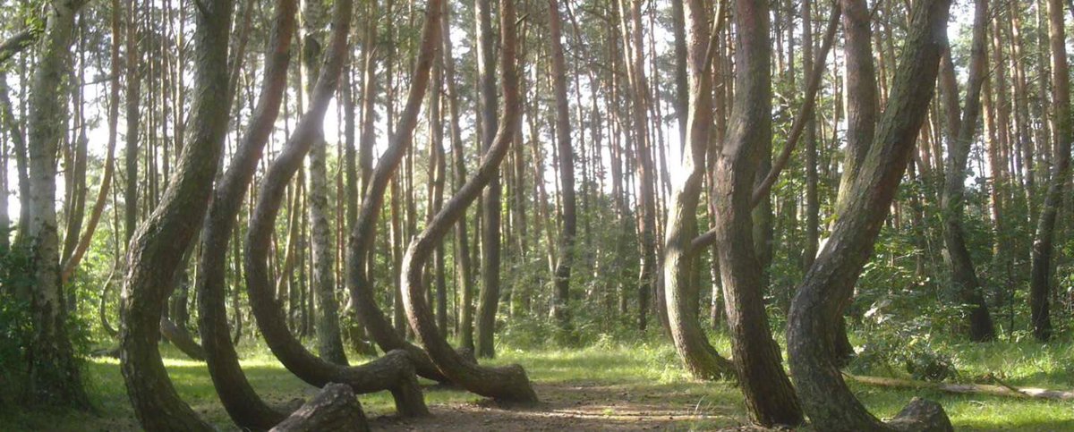what’s the name of this forest and why is it famous?