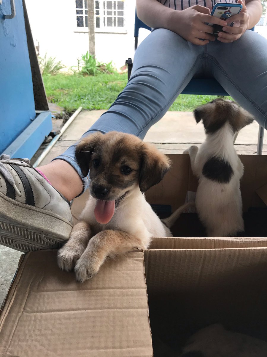 maeldeju's tweet photo. Me dejaron en casa de mi mamá una camada de cachorros al abandono, hoy van al vet a desparasitar y vacunar. Necesito conseguir un hogar para 6 cachorros. De verdad están adorables. https://t.co/9YIYqsHKN8