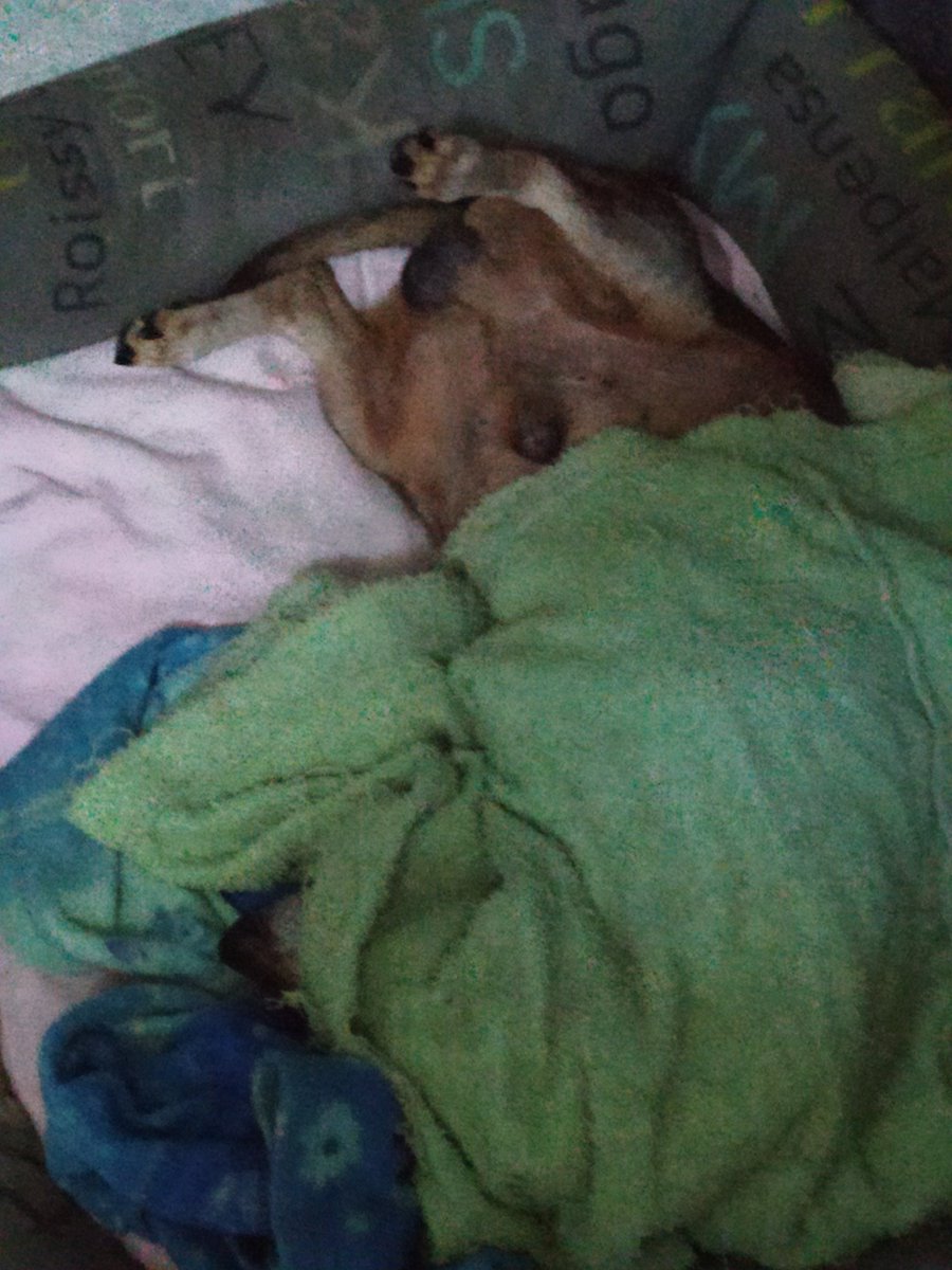 SweetShock1's tweet photo. E dai ma, spegni la luceeee! ๐๐๐๐ถ๐ถ
#Buk #dachshund #dachshundoftheday #bassottotedesco #vitadacani #ilovemydog #doglover #nene #sausagedog #wienerdog #photooftheday https://t.co/P1UgCbevU2