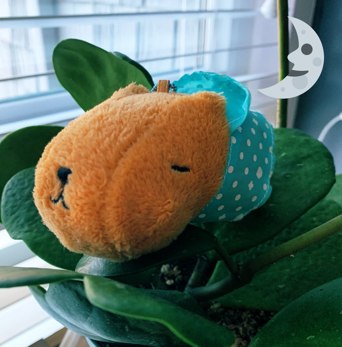 kapibara4you's tweet photo. #CapyOfTheWeek 😴 https://t.co/mMkhuDgI3o