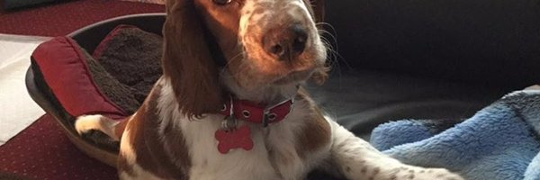 dorydaryl's tweet photo. @Lazbotron Our 'Robin', aged 3 (nearly 4).  We're teaching him to howl at the 'Moon-ah!' https://t.co/JJrieU0Ira