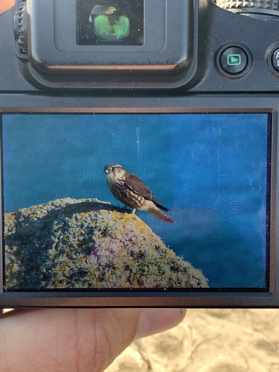 simonbirding's tweet photo. You win some and you lose some ... but what a day amongst friends old and new. Great to see @bedsbirder in his natural habitat :-) #islesofscilly #indigone @01000011S blagging his 2nd Glossy Ibis Airport flyby was also quality. https://t.co/tD6Oma6Mu9