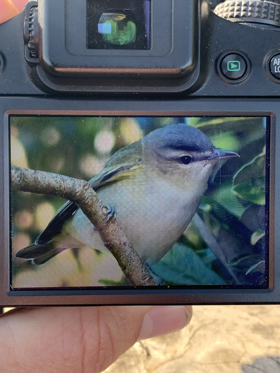 simonbirding's tweet photo. You win some and you lose some ... but what a day amongst friends old and new. Great to see @bedsbirder in his natural habitat :-) #islesofscilly #indigone @01000011S blagging his 2nd Glossy Ibis Airport flyby was also quality. https://t.co/tD6Oma6Mu9
