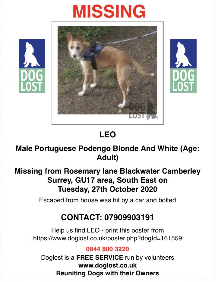 rosiedoc666's tweet photo. โผ๏ธEscaped from house/ HIT BY CAR & BOLTEDโผ๏ธ
LEO missing Rosemary Lane, #Blackwater #Camberley #SURREY SOUTH EAST #GU17
27/10/20
Male/adult Portuguese #podenco blonde&white tagged/Chipped&neutered
ESCAPED FROM HOUSE/HIT BY CAR & BOLTED
https://t.co/8miIhZEtwm https://t.co/L6ov2WI2sU