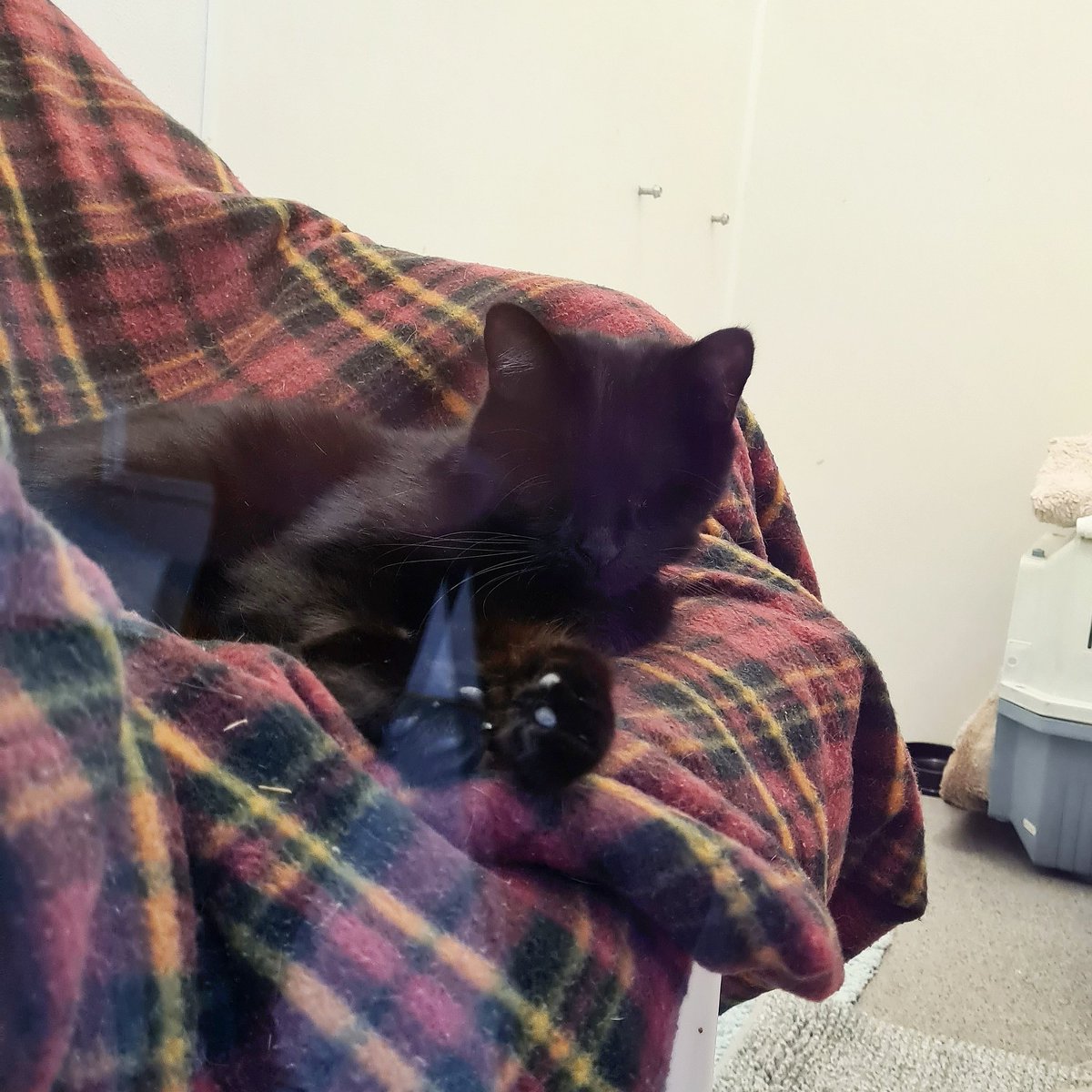 RSPCA Sheffield tweet media