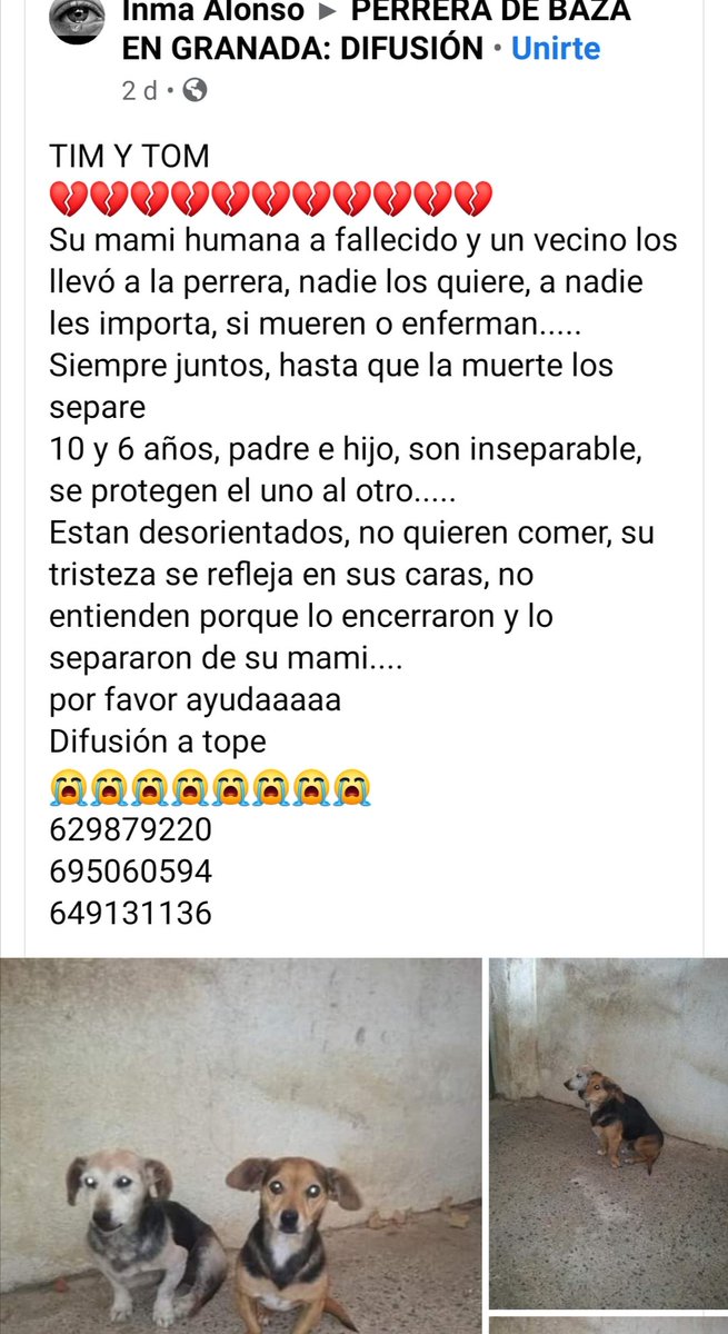 _hogaranimal's tweet photo. Adopción conjunta de estos pobre angelitos 💔🥺
#Granada máxima difusión por favor. https://t.co/lFtsU3J4EX