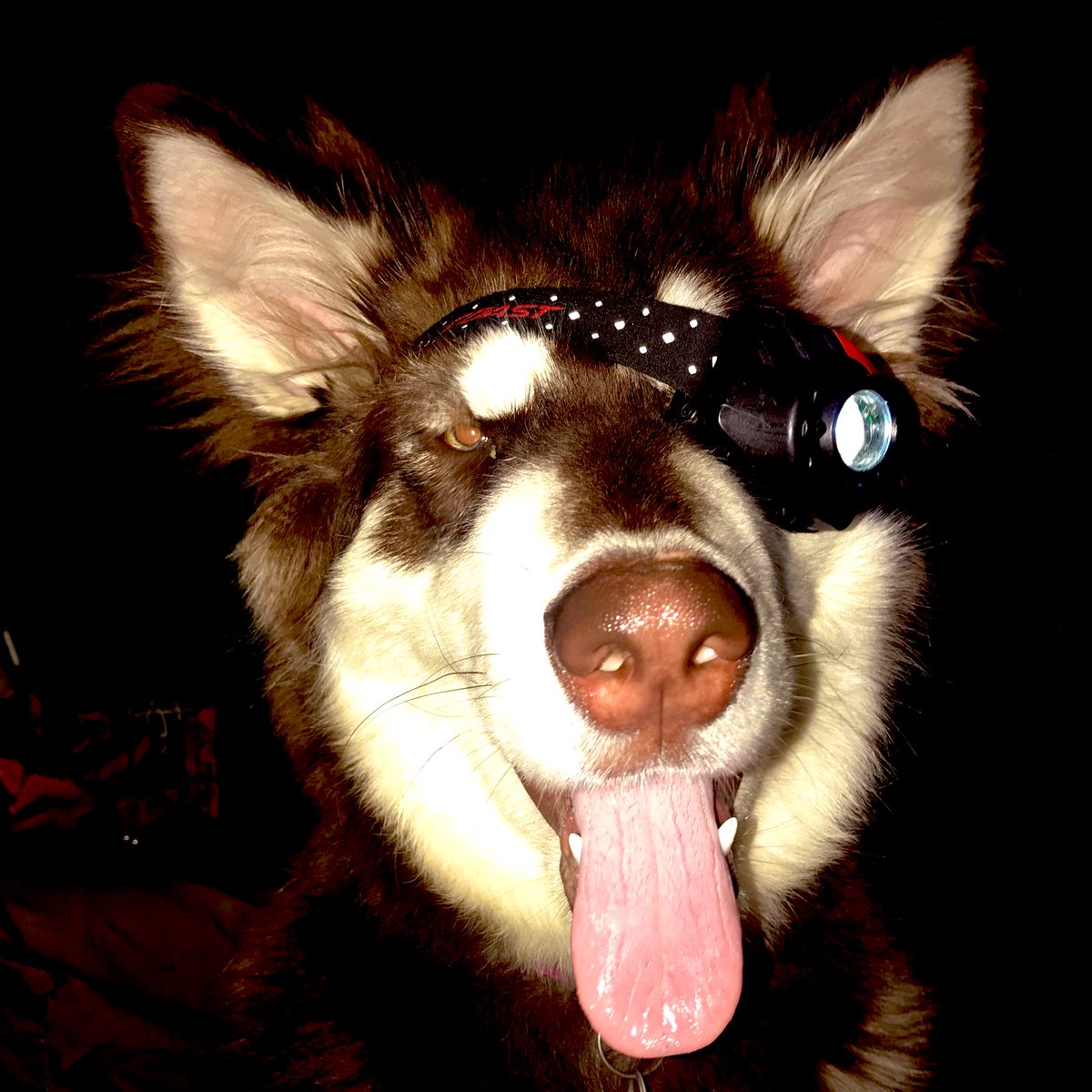 velocimanda's tweet photo. Lol flashback to my dog letting me dress her up, badass sidekick pup I’d want as a companion in any video game 🐺 https://t.co/cvJ1dJEgGe