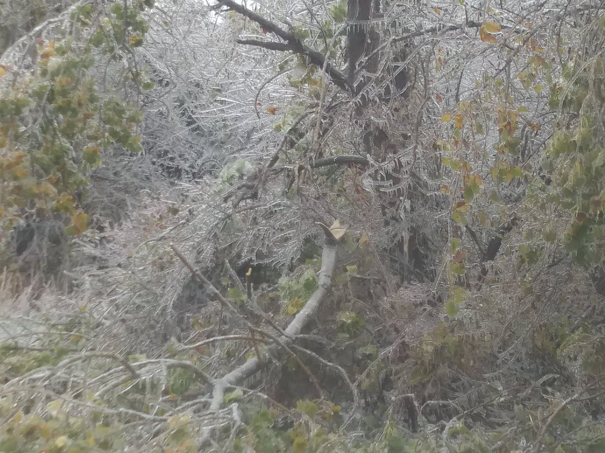 wx5leo's tweet photo. Multiple trees broken or hanging in roadways in Bridge Creek OK area. Use caution while driving. Road conditions are decent right now but slick in spots. 
#icestorm2020 
@NWSNorman 
@ounwcm https://t.co/SEyOMrnaB4