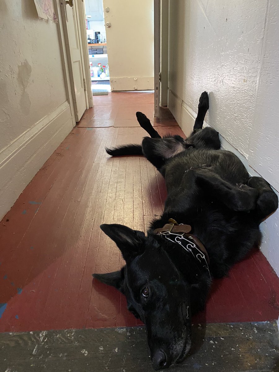 MusicNegrito's tweet photo. Max’s message to you is “don’t stress, do yoga” https://t.co/BKQSwk0d9a