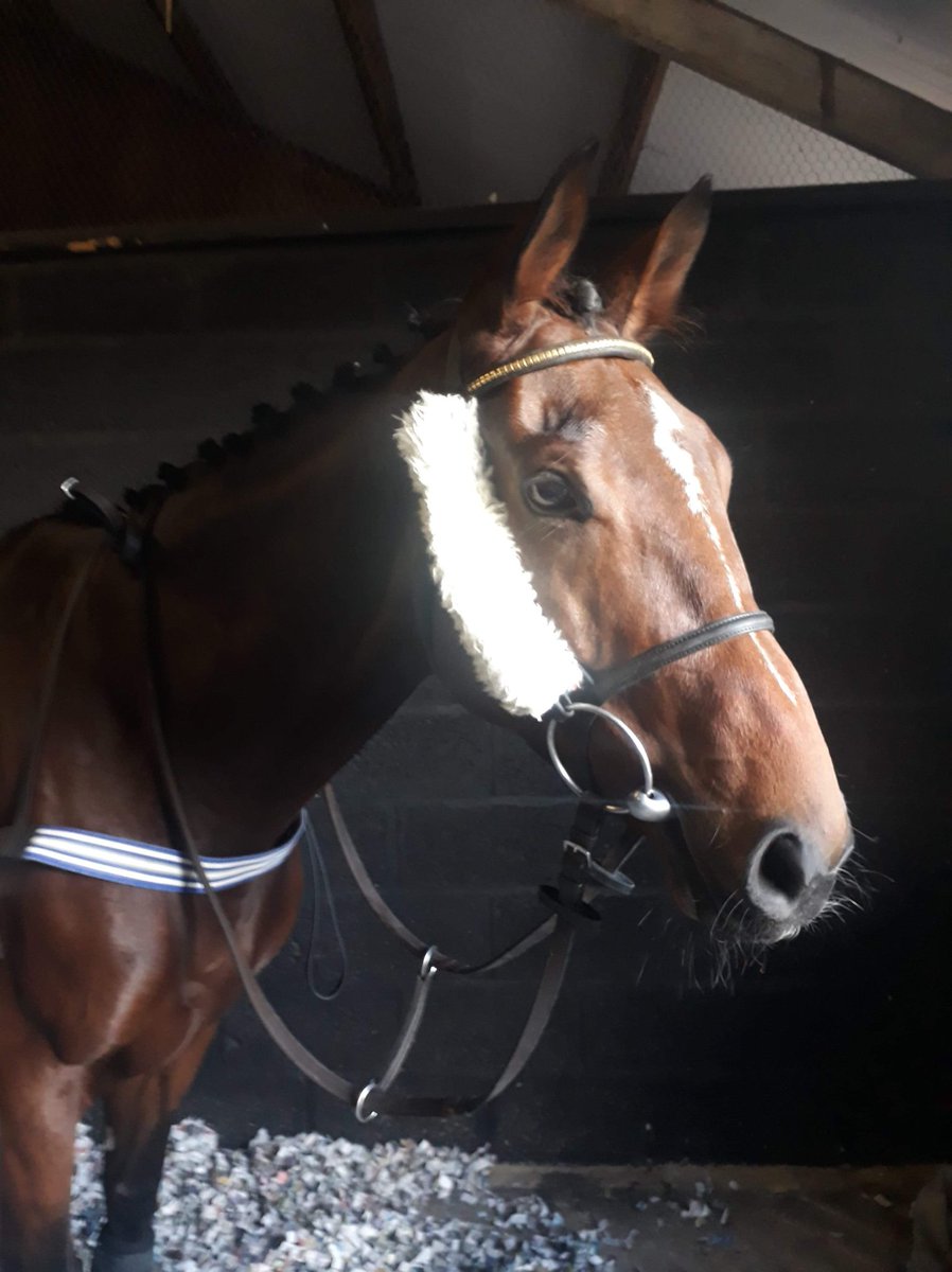 KittymoreStud's tweet photo. Fantastic run from Puzzle Cache at Chepstow today. 
She finished 5th, and jumped well all the way. Sure we'll see her in the winners enclosure soon.
#PuzzleCache #PhoenixReach #NHRacing #KittymoreRacing #CJDownRacing #ChepstowRacecourse https://t.co/goHA8EkMlG