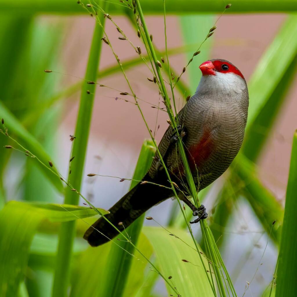HawaiiBackyard's tweet photo. The common waxbills are back visiting the backyard!
.
.
.
#birdsofinstagram #birdphotography #naturephotography #bestbirdpix #birds_captures #best_bird_shots  #backyardbirds #birdfreaks #honolulu #hawaii #planet_birds #canonphotographry #bestbirdshots #raw_birds #bird_brilli… https://t.co/ZaIQ3na6au