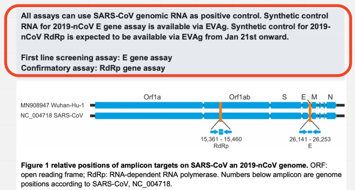 26/124 The test-strategy within the  @WHO-protocol ( https://bit.ly/3jrysjN ) suggests: First the E-gene, then the RdRp-gene as control, which in our case has 3 uncertainties; additional confirmatory: N-Gene.