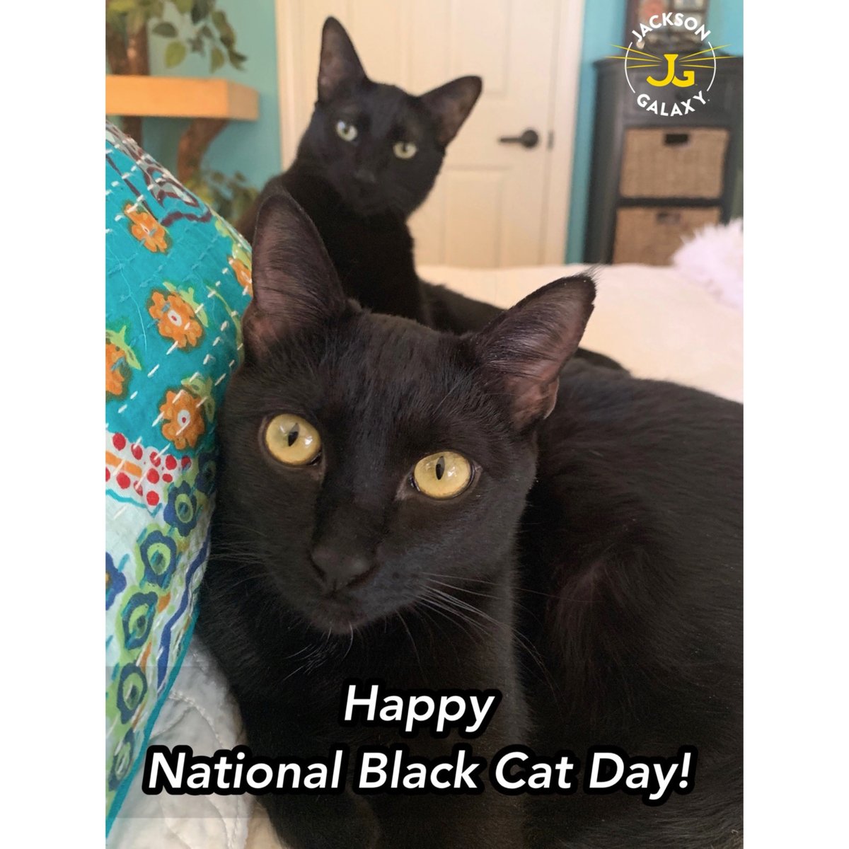 Jackson Galaxy tweet media