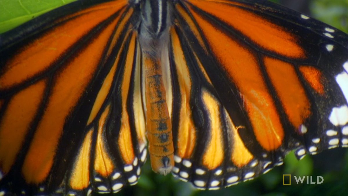 As a caterpillar, the tiger butterfly consumes poisonous leaves in order to develop a signature toxin that will later shield it from predators https://t.co/aabO5EJED2
