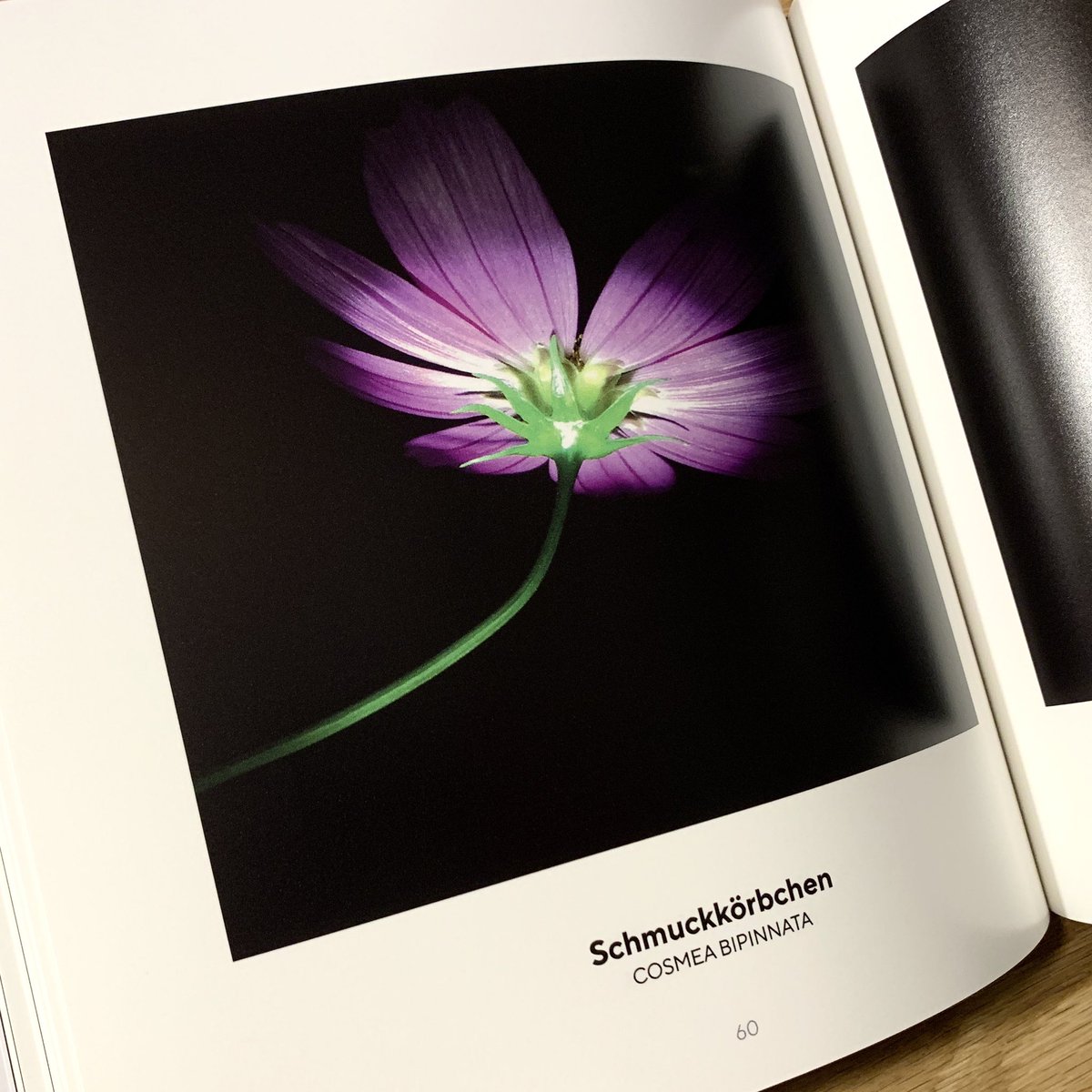zinken's tweet photo. Schmuckkörbchen, Cosmea Bibinnata, Seite 60 in “Betthupferlbilder - Blüten & Pflanzen”
https://t.co/JUVhgUiWOL
#betthupferbild #printpost https://t.co/gXad4ulqqn