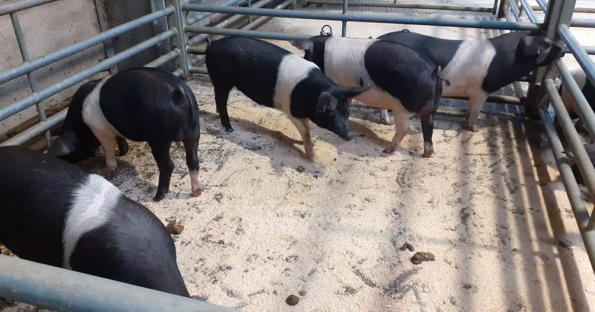 dodgsonwood's tweet photo. Bit off therapy kshopping on what has been a dreich day in the lakes @RBSTrarebreeds @rbstcumbria #saddlebacks #pigspam https://t.co/de6Tury6dt
