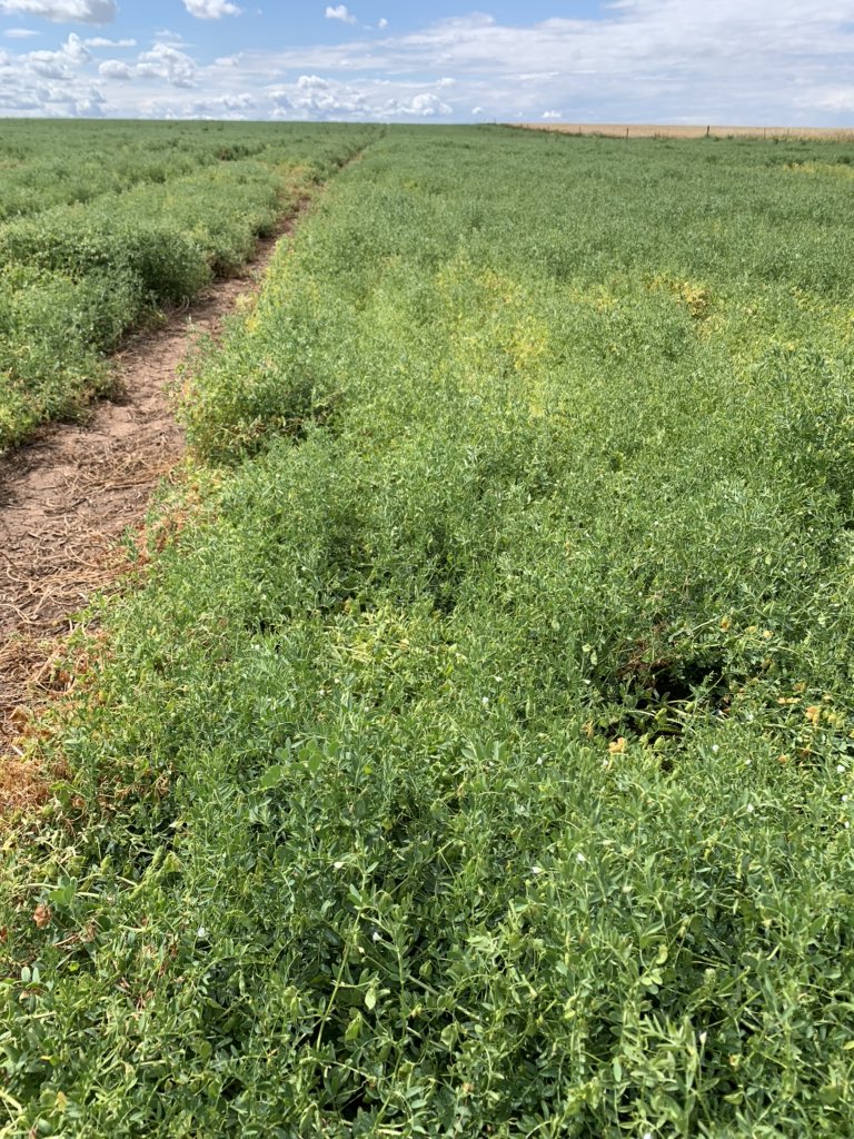 Out and about across SYP yesterday. Scepter #wheat &amp; hurricane v hallmark #lentils with some late top flowers looking to fill higher pods.