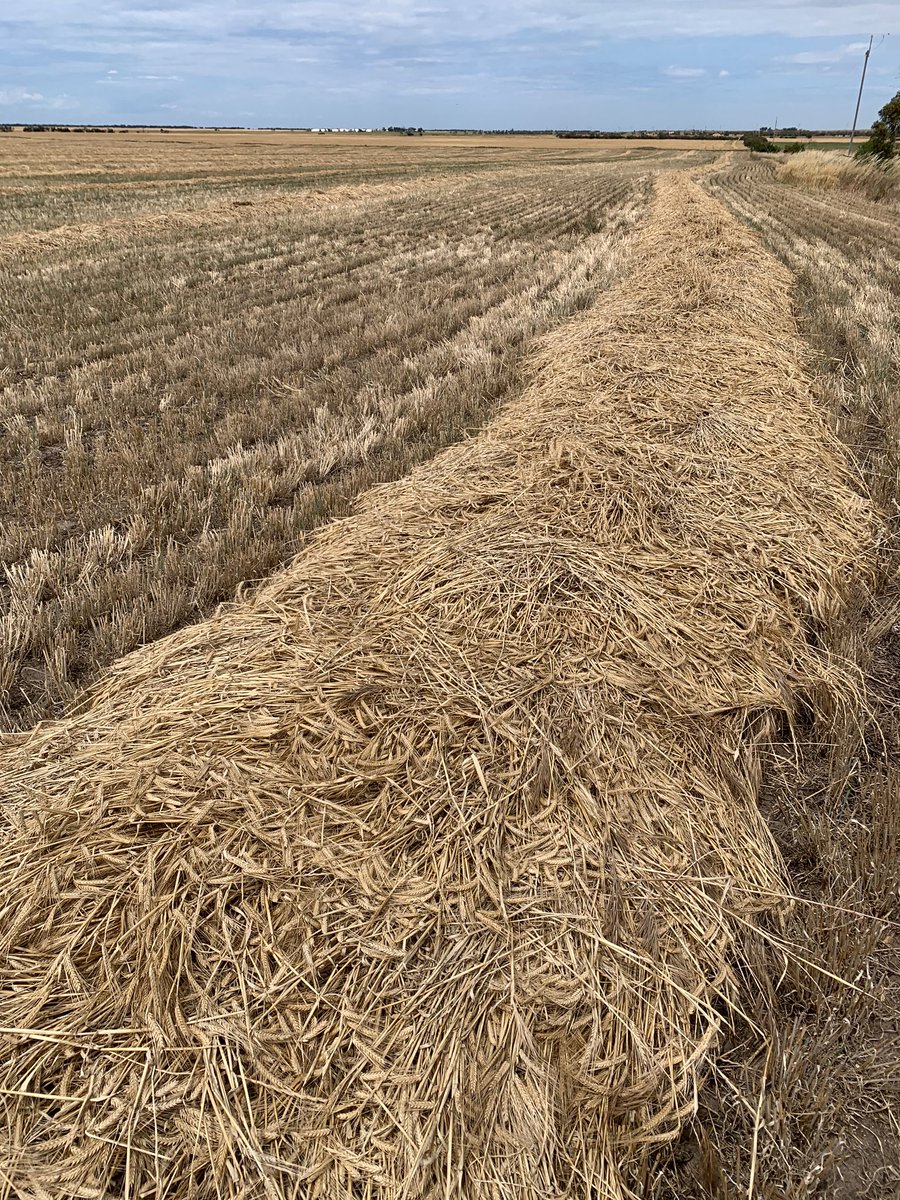 Planet #barley looking the goods in a wetter finish. Spartacus being windrowed to cure
