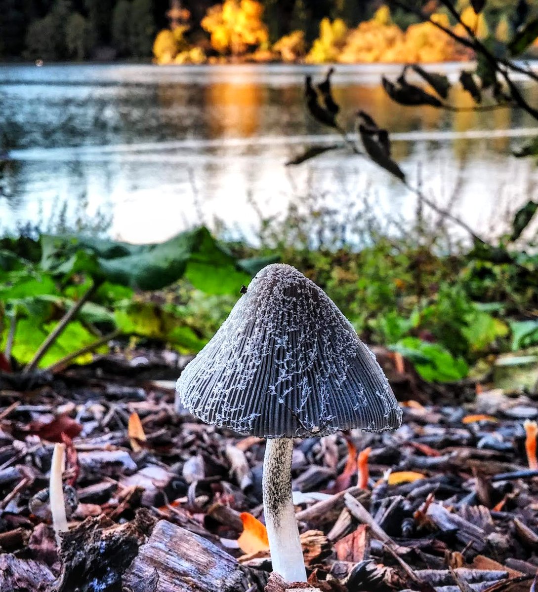 Hello Tuesday!
Spotted the cutest mushroom at Lost Lagoon!
#throwbacktuesday #lostlagoon #wildmushrooms #StormHour #october #BCStorm #Vancouver #colourfulfall #stanleypark #ShareYourWeather #Tuesday