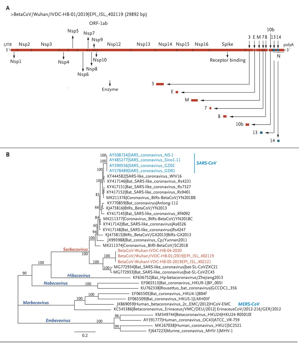 67/124 Zhu already had the 6  #Wuhan-sequences implemented in her publication: "A Novel Coronavirus from Patients with Pneumonia in China,2019", the article was published on 24th Jan, updated 29th Jan 2020. https://bit.ly/3j7wSUc 