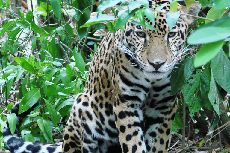 MongabayLatam's tweet photo. ¿Es posible proteger el Chocó biogeográfico de #Ecuador, un lugar que protege a la última población de jaguares en el oeste del país y que ha perdido extensas áreas debido a la deforestación? La campaña #SaveTheChocó apuesta por su conservación. Estos son los detalles. (1/9) 🧵⬇️ https://t.co/Xsg3QCR6MM