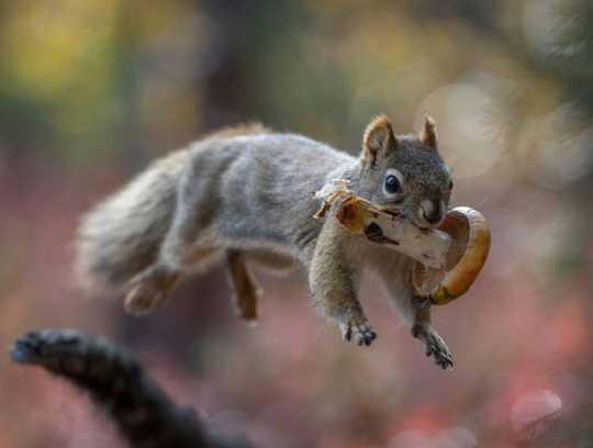 AventuraObscura's tweet photo. Squirrels aren't negatively affected by the toxins in poisonous mushrooms. As they eat them it helps distribute the spores so more grow. They stick bits of mushrooms to tree branches to dry them out before they cache them in the ground, which also benefits the forest. So cool. https://t.co/RUbSxm4E1h