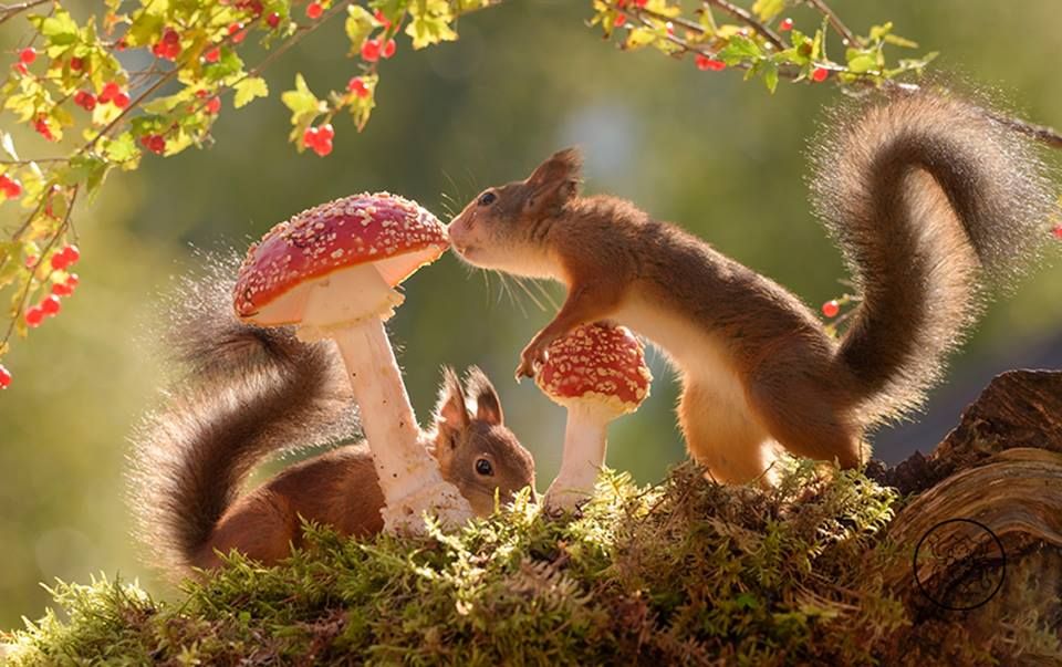 AventuraObscura's tweet photo. Squirrels aren't negatively affected by the toxins in poisonous mushrooms. As they eat them it helps distribute the spores so more grow. They stick bits of mushrooms to tree branches to dry them out before they cache them in the ground, which also benefits the forest. So cool. https://t.co/RUbSxm4E1h