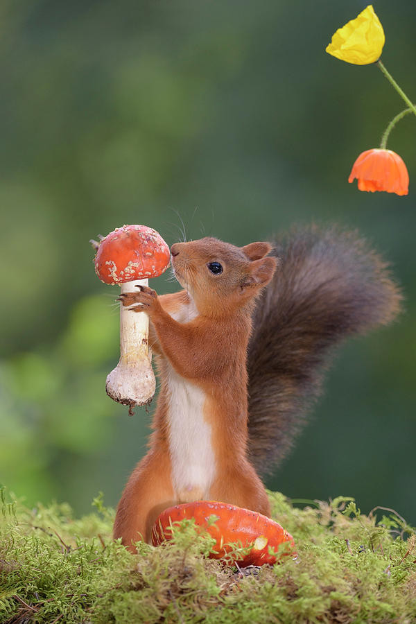 AventuraObscura's tweet photo. Squirrels aren't negatively affected by the toxins in poisonous mushrooms. As they eat them it helps distribute the spores so more grow. They stick bits of mushrooms to tree branches to dry them out before they cache them in the ground, which also benefits the forest. So cool. https://t.co/RUbSxm4E1h