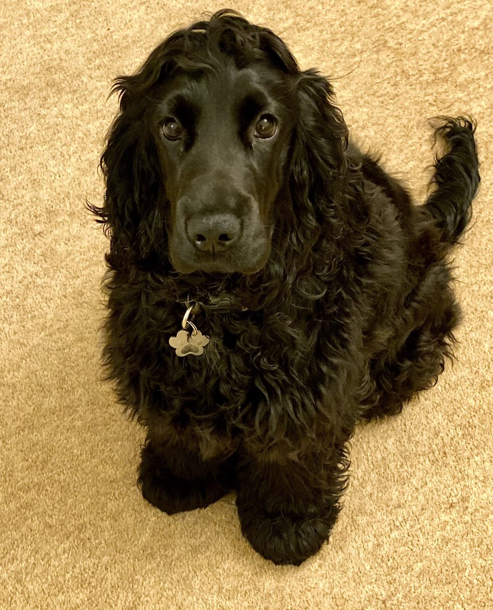 Paul_Stafford's tweet photo. Our little man, growing up fast! 6 months old now π #Spaniel #ShowSpaniel https://t.co/ITtt5V5LY9
