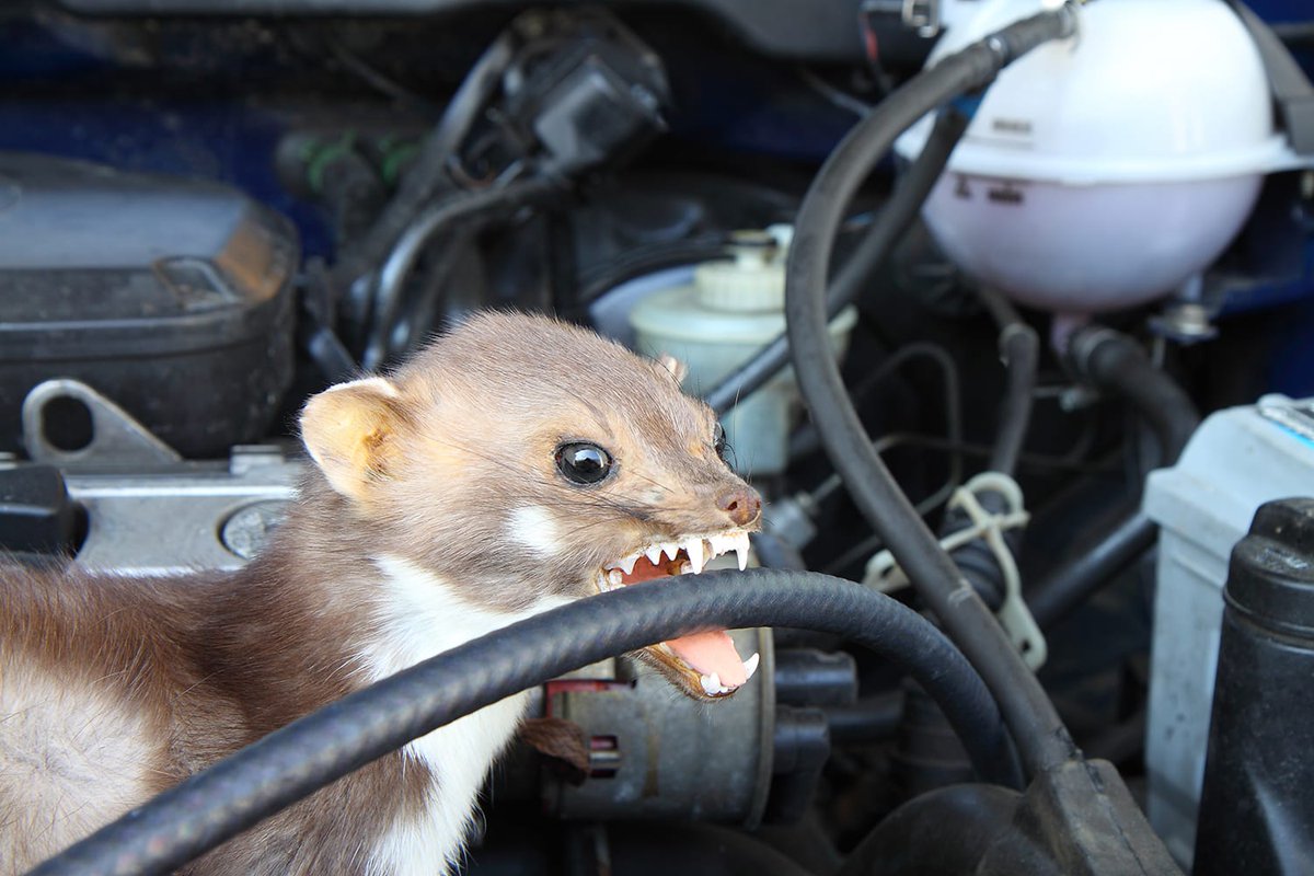 Bouteflikov's tweet photo. En 2014 en Allemagne, la fouine (animal) a été responsable de plus de 64 millions d’euros de dommages public, car ce petit mammifère aime ronger les câbles des voitures. Cependant, durant l'Antiquité elles n'étaient pas considérées comme nuisibles; on les dressait pour la chasse. https://t.co/IBo7ep1o6z
